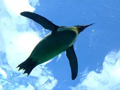 flying linux